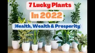 Top 7 Lucky plants for Home I Vastu Plants I Fengshui Plants I Lucky Plants for Home & Money