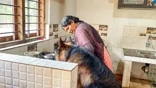ഈ അമ്മ എന്നെ വെറുതേ വഴക്ക് പറയുകയാ...സത്യം 🥲|LeoLaika|Chottuz