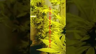 September 26, 2019 no till Cannabis grow Flower weeks 4 5 and 6