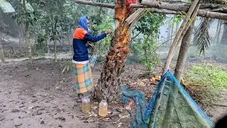 খেজুর বাগানে ঘোরাঘুরি আর গাছে ওঠার দারুণ আনন্দ! | Date Tree Garden Adventure!#NatureVlog