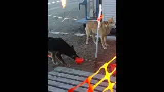 black dingo
