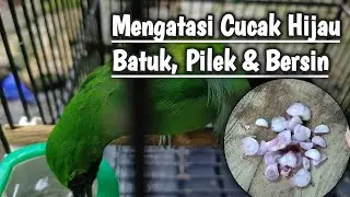 Cara Mengobati Cucak Hijau Batuk, Pilek dan Bersin | Terapi Uap
