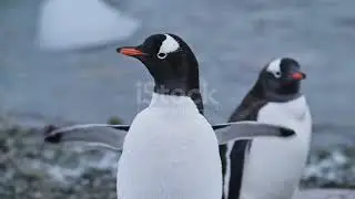 Nature life | penguin in Iceland 
