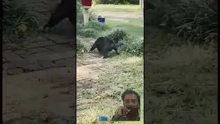 Reaction#DogPlayFight#NatureVibes#PupyEnergy#SnackTime#OutdoorFun#DogsInNature#PlayfulPups#PetLovers
