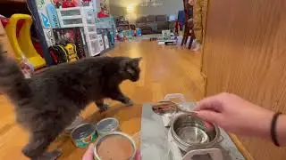 Review of Friskies Pate Cat Food with Cat Eating at End