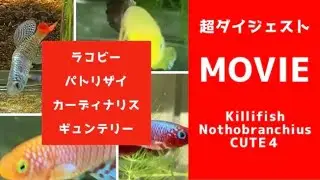 ノソブランキウス大集合！／Nothobranchius  rachovii & patrizii & cardinalis & guentheri （卵生メダカ／killifish） #Shorts