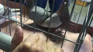 Rich Ganim loves Arch Angels Faircount Pigeon Show