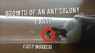 Growth of an Ant Colony || Part 1