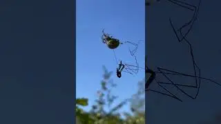 #spider #eggs #spidereggs #september #wildlife #poop #insects #spiders #web #spiderweb #wild #autumn