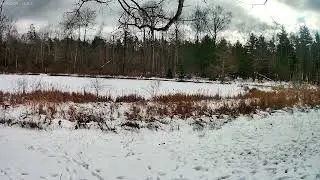 Relaxing Snow/Winter Scenery #13  - Dallas,PA #relaxing #nature #outdoors #viral #wildlife #snow
