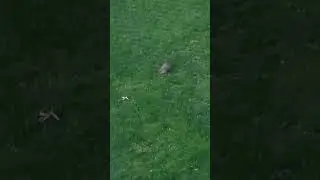 Backyard Groundhog is Back!