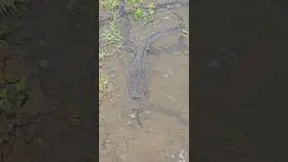 Village Natural Place Fish Trapping Method (Part_6) #natural #fishing #ikan
