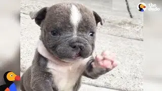 Abandoned Puppy With Cleft Lip Finds Family Who's Obsessed With Him | The Dodo