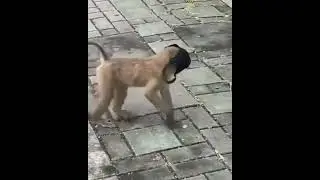 mask-up | monkey wearing mask | funny monkey