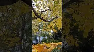 The Beauty of Autumn Colours 🍂🍁