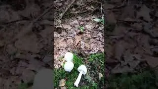 ☠️ Champignon Ange de la mort - Amanite vireuse - Amanita virosa - MORTEL ☠️