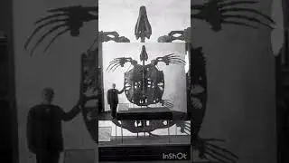 World History- skeleton of Archelon Ischyros,biggest turtle 15 feet from head  toe weighed 5,000 lbs