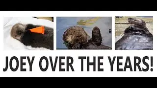 Joey over the years.