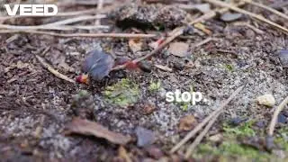 The Tiny Ant&rsquo;s Big Courage 🐜