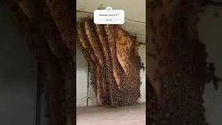 Vote to Lick!!! #sub #bee #honey #yt #fyp #work #woah #lick #vote