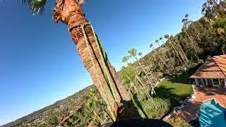 Poda De Palmeras Peligrosas / Rancho Santa Fe