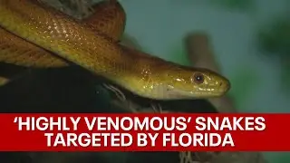 Illegal trafficking of 'highly venomous snakes