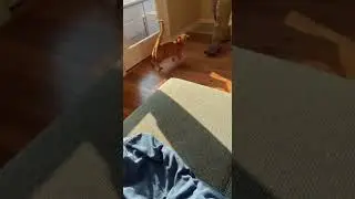 😹 🐈 Fat Cat falls off sofa seeing Soldier! Hilarious surprise reaction #FunnyCat #Soldier #CutePets