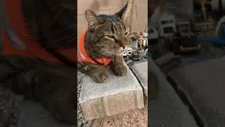 Puss on site safety vest