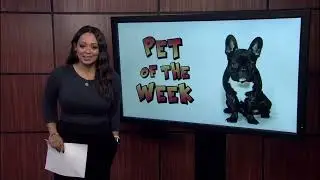 San Antonio Pet Alive! Staycation Program