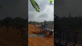 ಗೂಳಿ ರೇಸ್ ನಲ್ಲಿ | in gooli race
