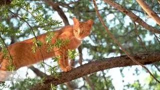 Epic Cat Tree Climbs - Ninja Warrior Kitty Edition