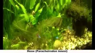 Рыбки неоны (Paracheirodon innesi)