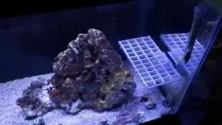 Easy DIY frag rack