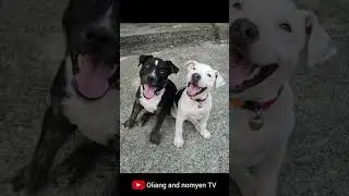 🐶🐶Shorts EP.531: 🤓🐶🐶When Oliang and nomyen The Pit Bull were ~2 month old (Before adopted)