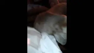 My dog barking to get on the couch