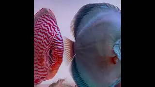 Beautiful Red Turquoise Discus Fish