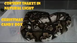 Enjoying a stress free Christmas Candy Box of snakes + Shout out to Reptiles and Research