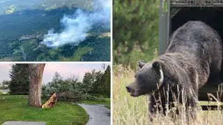 AROUND WYOMING: Wildfire Alert, Tree Removal, and Bear Relocation!
