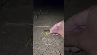 Catch big frogs funny | Try don't laugh | wepwep catching frogs make you laugh #shortsviral