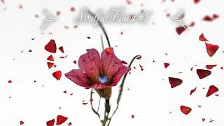 Soulful Tunes House Mix #1 (113 BPM)