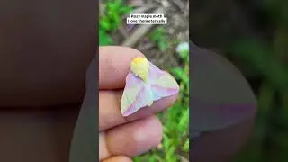 Rosy Maple Moth