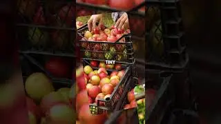 Why Apples Float in Water 🍎 #applefacts #foodscience