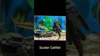 Top 5 Alien Fish for Aquarium | Rare & Exotic Aquarium Fish #AlienFish #AquariumFish #Top5Fish