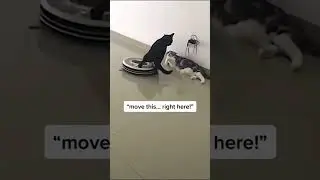 savage cat meme #shorts #memes #tiktok #respect #dankmemes #likeaboss #savage #respectvideo #cat