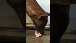 Belgian Malinois eating raw chicken