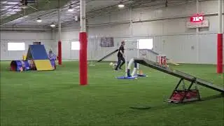 Agility Papillon Vinny First AKC QQ