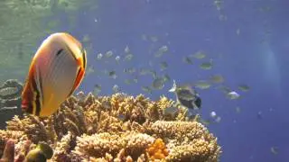 Top Reef by Ihurufunna