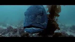 BMPCC 4K Underwater V3