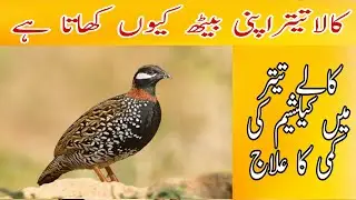 Kala teetar Ka Beeth khany Ka ilaaj in urdu/hindi | کالا تیتر بیٹھ کیوں کھاتا ہے مکمل علاج
