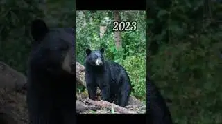 2023 bear and 5000bce bear || Past animals ||#shorts #Trend #trend #new #evolution #animal #today